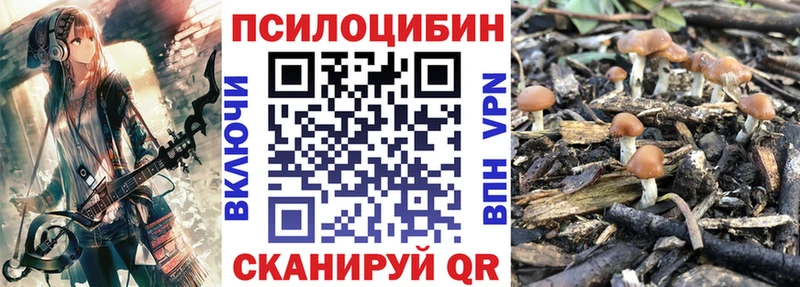 Псилоцибиновые грибы Psilocybe Шахты